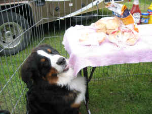 6808 050.jpg (2892865 bytes)