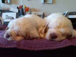 6weeks 001.jpg (671200 bytes)