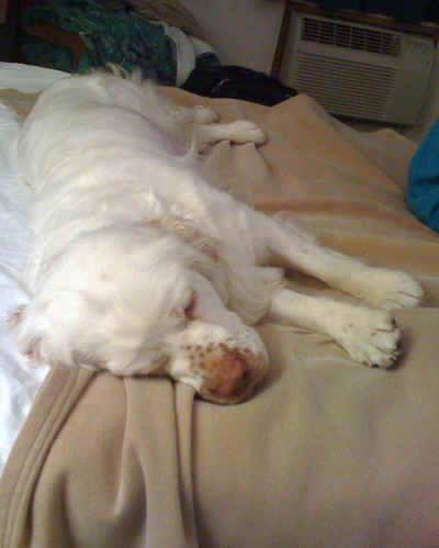 feathersleeping.jpg (247014 bytes)