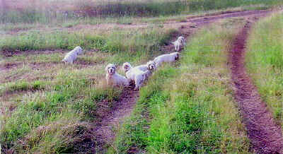 litterImage004a.jpg (337320 bytes)