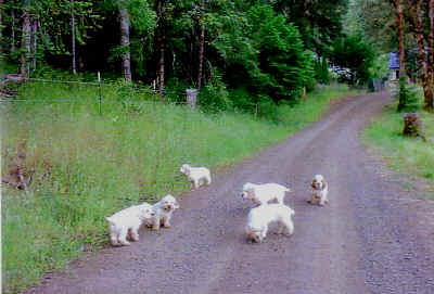 litterm.jpg (88003 bytes)