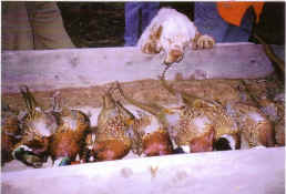 Scan17.jpg (530427 bytes)