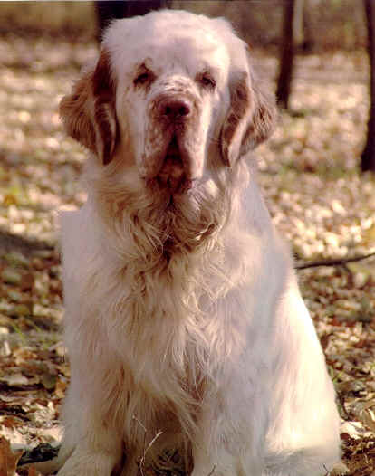 scan0003c.jpg (400479 bytes)