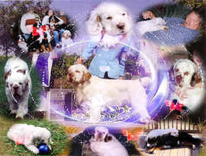 timber collage3.jpg (206270 bytes)