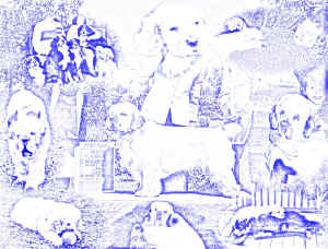 timber collage5.jpg (232002 bytes)