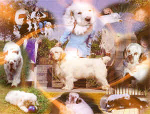 timber collage6.jpg (181149 bytes)