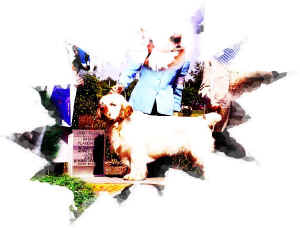 timber collage95.jpg (103140 bytes)