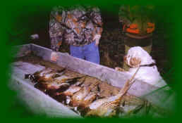 timberh6.jpg (340673 bytes)