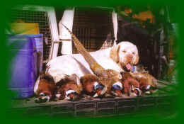 timberh7.jpg (812335 bytes)