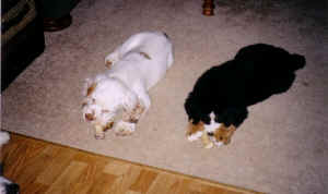 timberpuppy14.jpg (610059 bytes)