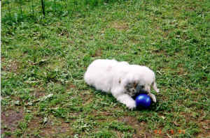 timberpuppyd1l.jpg (685837 bytes)