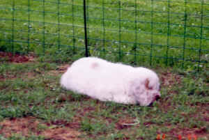 timberpuppyd3x.jpg (201013 bytes)