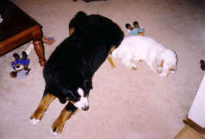 timberpuppyg2.jpg (332081 bytes)