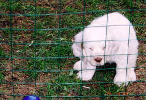 timberpuppym1.jpg (331945 bytes)