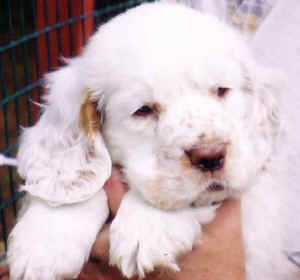 timberpuppym2shj.jpg (33757 bytes)