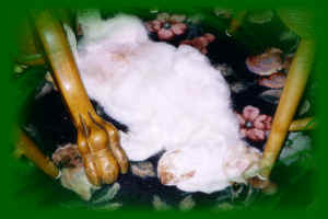 timberpuppyt.jpg (510505 bytes)