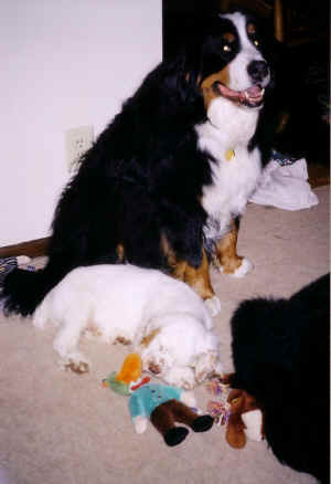 timberpuppyz2.jpg (242374 bytes)