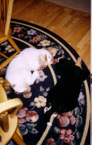 timberpuppyz3.jpg (378674 bytes)